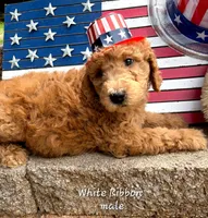 WHITE RIBBON- CHOOSE ME!, a male Goldendoodle for sale in Edmond, OK – 1 of 6