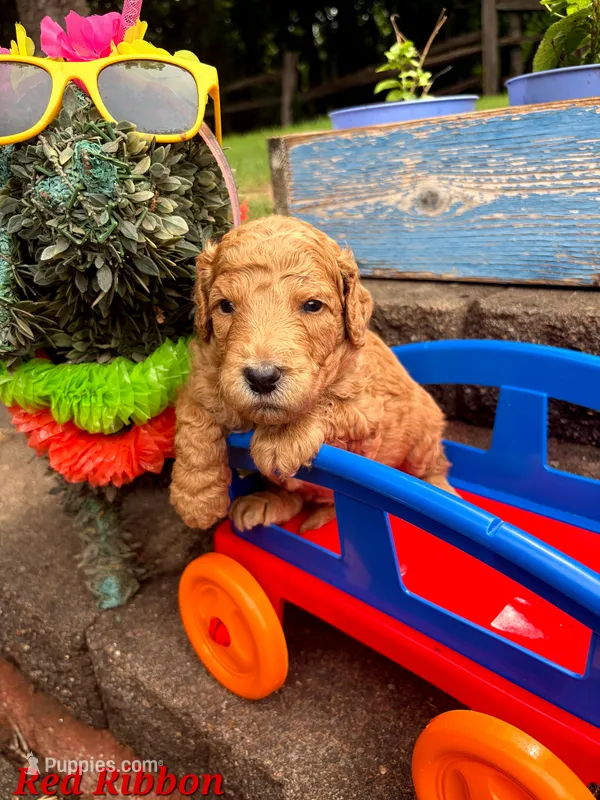 RED RIBBON  – Goldendoodle puppy for sale in Edmond, OK