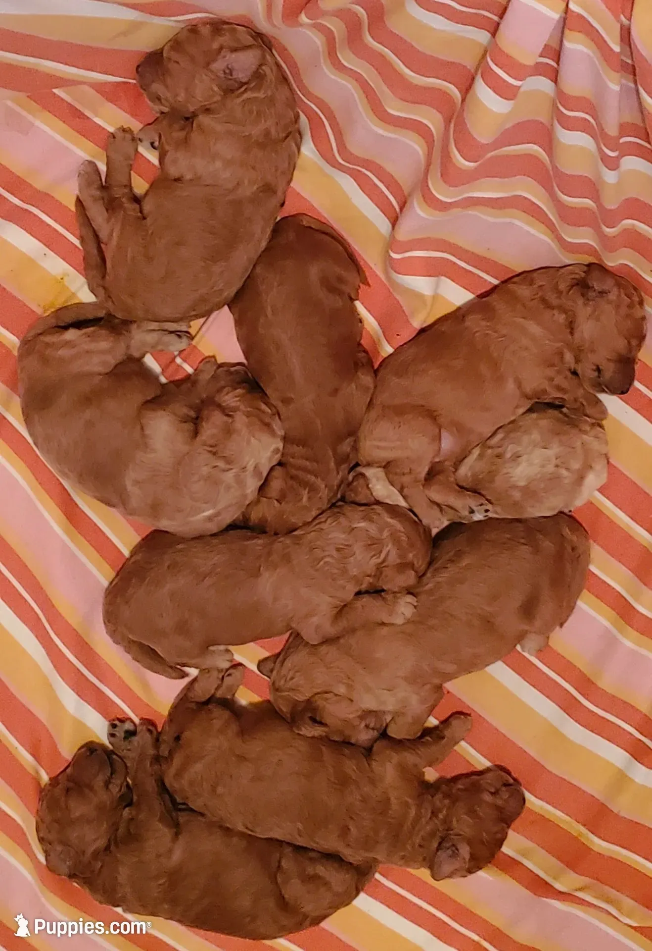 BLUE RIBBON- ON HOLD, a male Goldendoodle for sale in Edmond, OK – 4 of 6