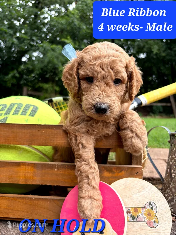 BLUE RIBBON- ON HOLD – Goldendoodle puppy for sale in Edmond, OK