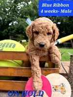 BLUE RIBBON- ON HOLD, a male Goldendoodle for sale in Edmond, OK – 1 of 6