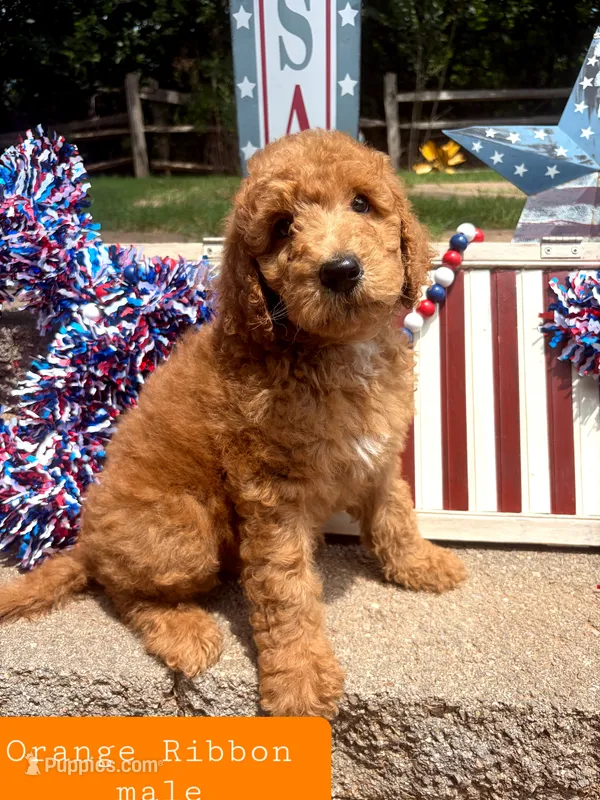 ORANGE RIBBON- I can be YOURS!  – Goldendoodle puppy for sale in Edmond, OK