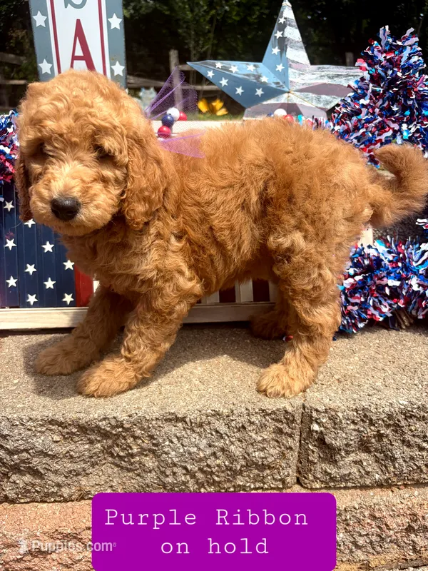 Purple Ribbon- ON HOLD – Goldendoodle puppy for sale in Edmond, OK