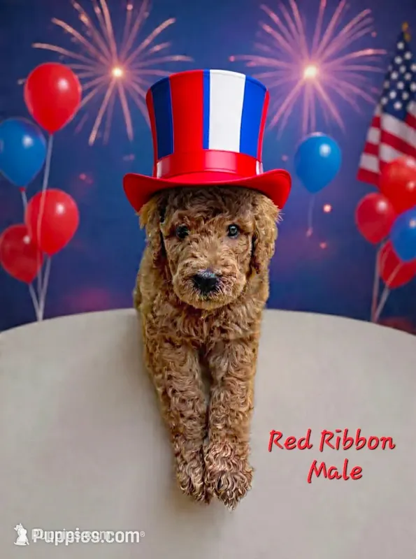RED RIBBON- I'M AVAILABLE!  – Goldendoodle puppy for sale in Edmond, OK