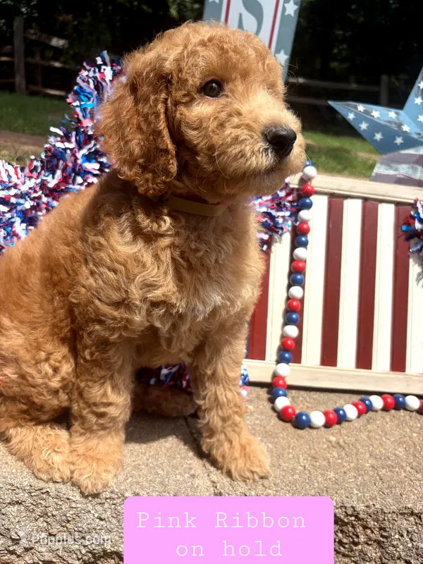Pink Ribbon- ON HOLD – Goldendoodle puppy for sale in Edmond, OK