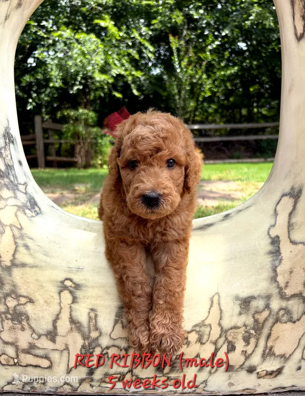 RED RIBBON  – Goldendoodle puppy for sale in Edmond, OK