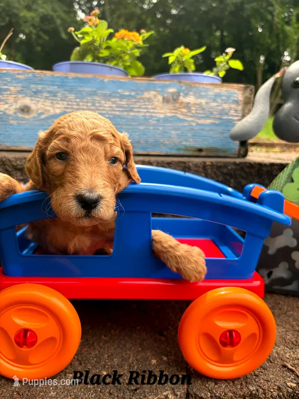 BLACK RIBBON  – Goldendoodle puppy for sale in Edmond, OK