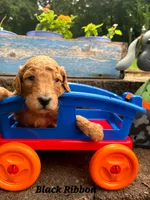 BLACK RIBBON- PICK ME! , a male Goldendoodle for sale in Edmond, OK – 4 of 6
