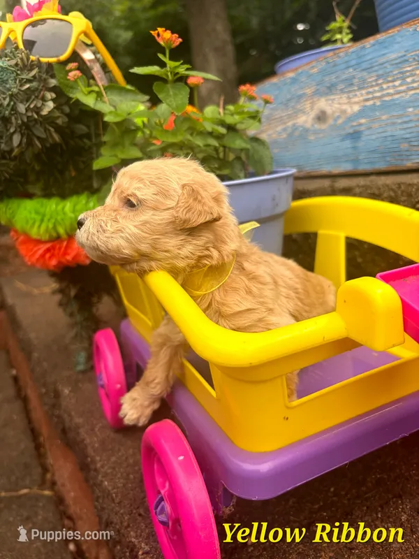 Yellow Ribbon  – Goldendoodle puppy for sale in Edmond, OK