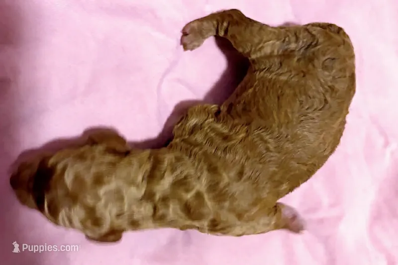 Pink Ribbon  – Goldendoodle puppy for sale in Edmond, OK