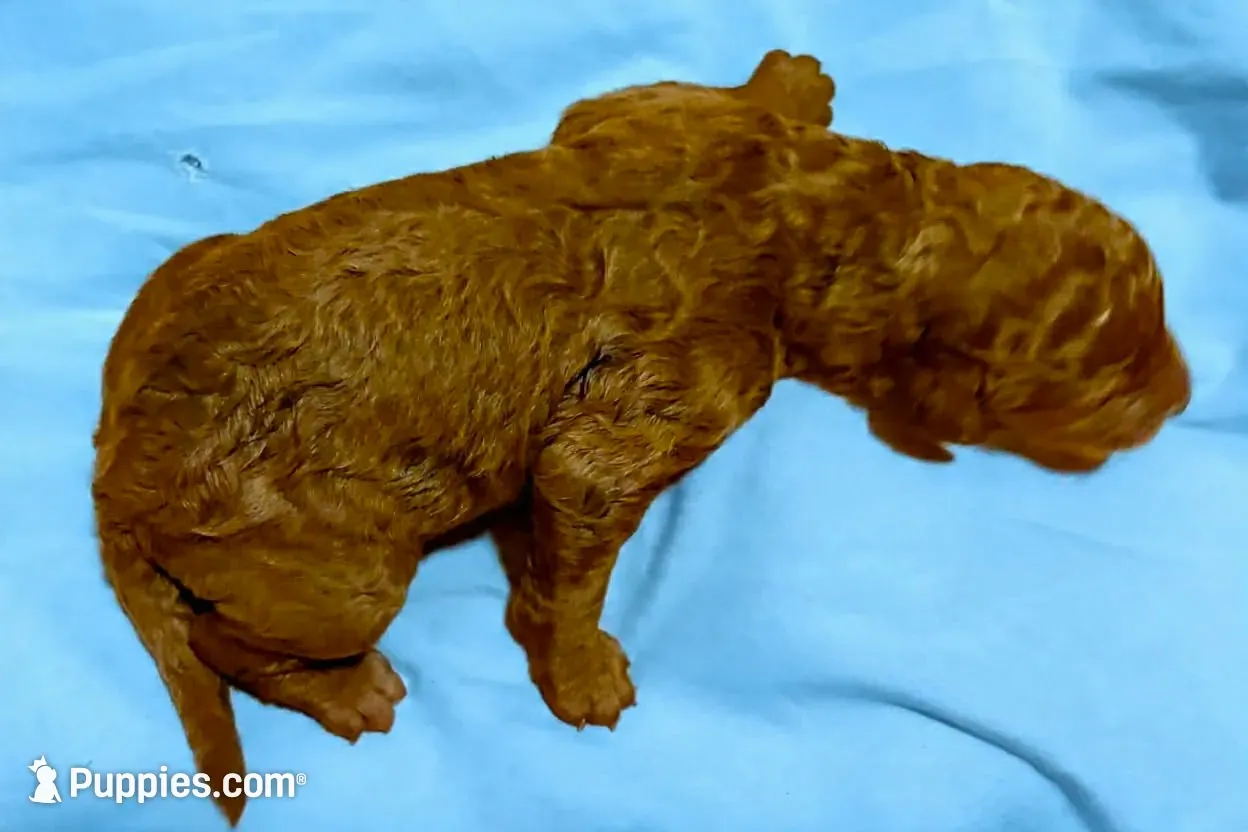 BLUE RIBBON- ON HOLD, a male Goldendoodle for sale in Edmond, OK – 5 of 6