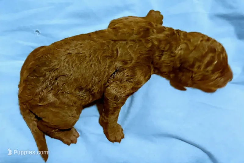 BLUE RIBBON  – Goldendoodle puppy for sale in Edmond, OK