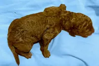 BLUE RIBBON , a male Goldendoodle for sale in Edmond, OK – 1 of 1