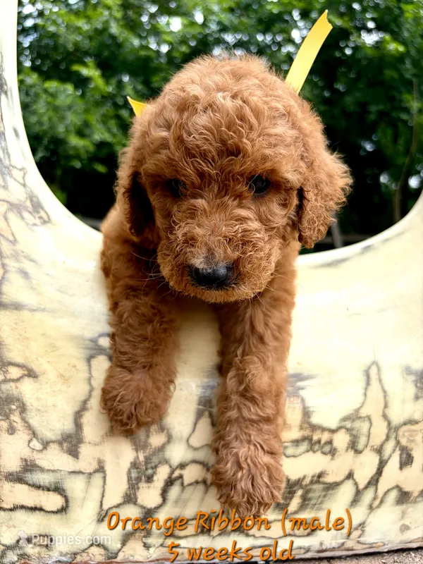 ORANGE RIBBON  – Goldendoodle puppy for sale in Edmond, OK