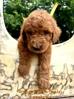 ORANGE RIBBON- I can be YOURS! , a male Goldendoodle for sale in Edmond, OK – 2 of 6