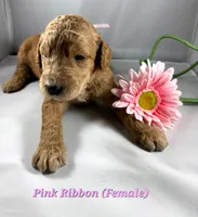 Pink Ribbon- ON HOLD, a female Goldendoodle for sale in Edmond, OK – 3 of 4