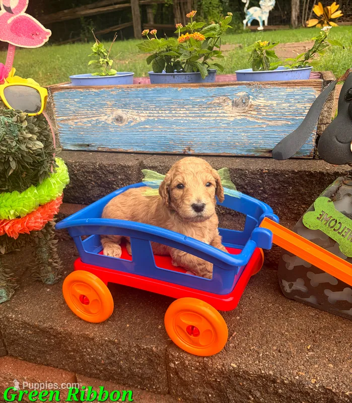 GREEN RIBBON  – Goldendoodle puppy for sale in Edmond, OK