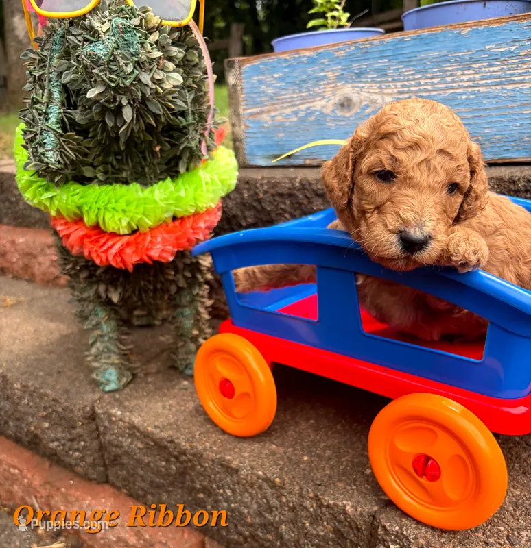 ORANGE RIBBON  – Goldendoodle puppy for sale in Edmond, OK
