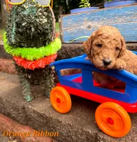 ORANGE RIBBON- I can be YOURS! , a male Goldendoodle for sale in Edmond, OK – 4 of 6