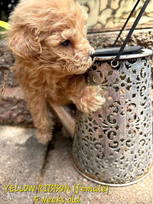 Yellow Ribbon  – Goldendoodle puppy for sale in Edmond, OK
