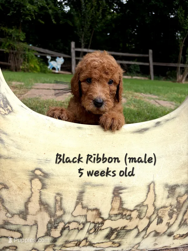 BLACK RIBBON  – Goldendoodle puppy for sale in Edmond, OK