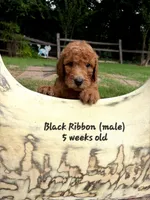 BLACK RIBBON- PICK ME! , a male Goldendoodle for sale in Edmond, OK – 2 of 6