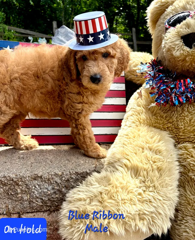 BLUE RIBBON- on hold – Goldendoodle puppy for sale in Edmond, OK
