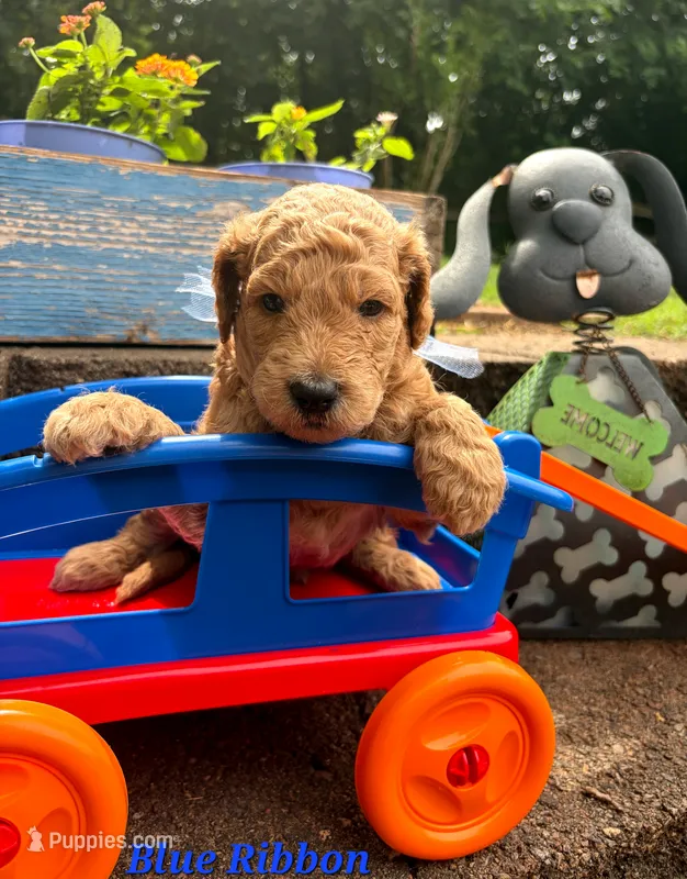 BLUE RIBBON  – Goldendoodle puppy for sale in Edmond, OK