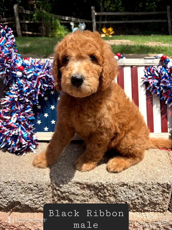 BLACK RIBBON- PICK ME!  – Goldendoodle puppy for sale in Edmond, OK