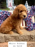 WHITE RIBBON- On Hold!, a male Goldendoodle for sale in Edmond, OK – 1 of 7