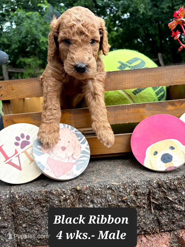 BLACK RIBBON  – Goldendoodle puppy for sale in Edmond, OK