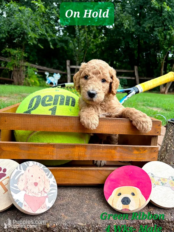 GREEN RIBBON- on hold – Goldendoodle puppy for sale in Edmond, OK