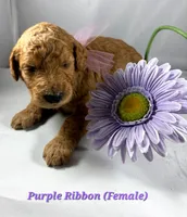 Purple Ribbon , a female Goldendoodle for sale in Edmond, OK – 1 of 1