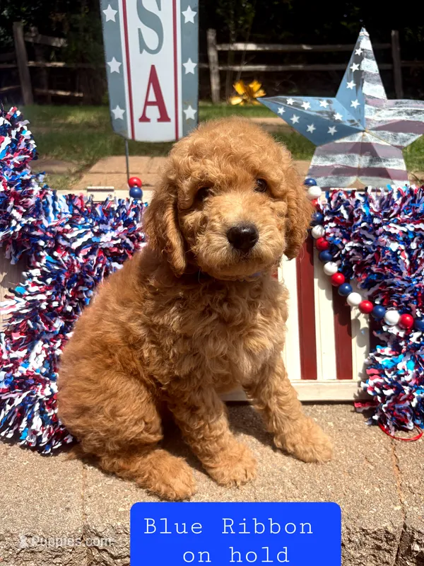 BLUE RIBBON- on hold – Goldendoodle puppy for sale in Edmond, OK