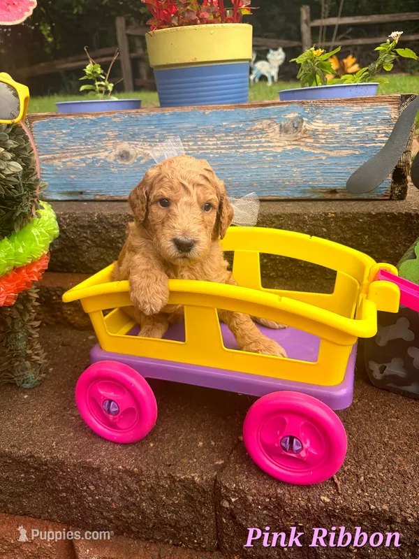 Pink Ribbon  – Goldendoodle puppy for sale in Edmond, OK