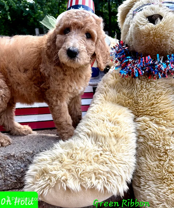 GREEN RIBBON- on hold – Goldendoodle puppy for sale in Edmond, OK