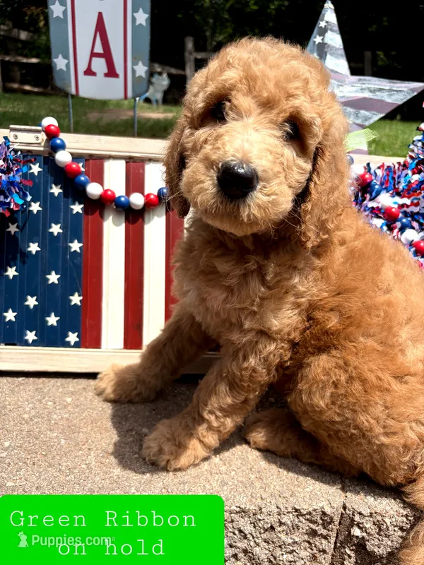 GREEN RIBBON- on hold – Goldendoodle puppy for sale in Edmond, OK