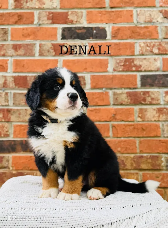 Denali – Bernese Mountain Dog puppy for sale in Westminster, SC