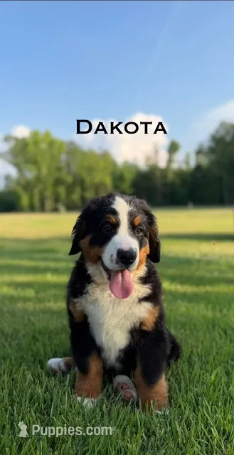 Dakota – Bernese Mountain Dog puppy for sale in Westminster, SC