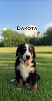 Dakota, a male Bernese Mountain Dog for sale in Westminster, SC – 1 of 3