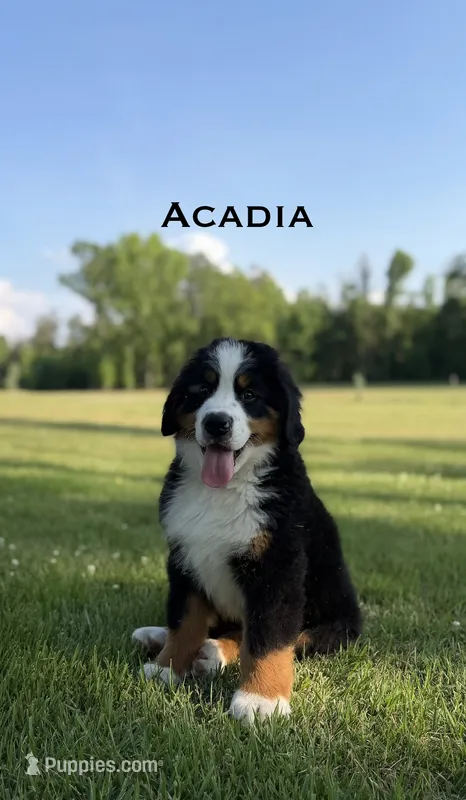 Acadia – Bernese Mountain Dog puppy on hold in Westminster, SC