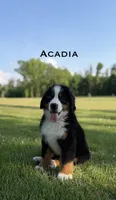 Acadia, a male Bernese Mountain Dog for sale in Westminster, SC – 1 of 3