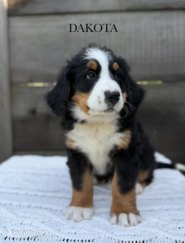 Dakota – Bernese Mountain Dog puppy for sale in Westminster, SC