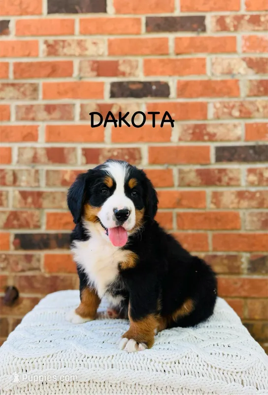 Dakota – Bernese Mountain Dog puppy for sale in Westminster, SC