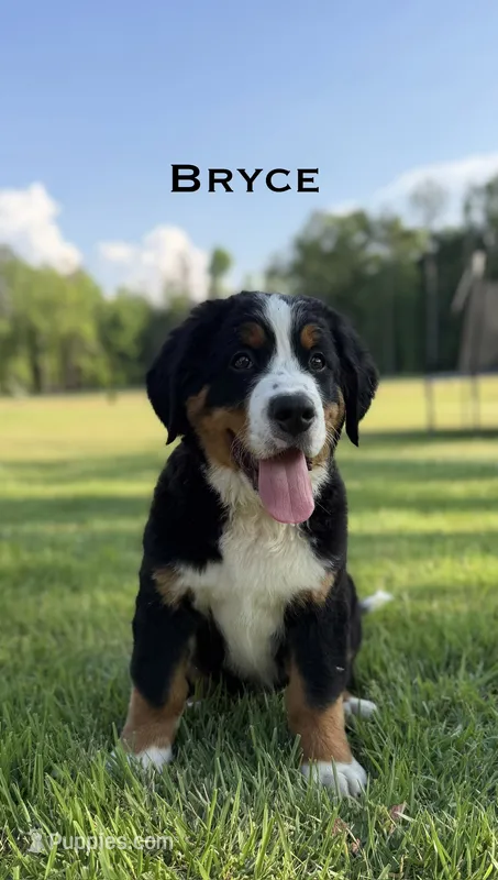 Bryce – Bernese Mountain Dog puppy for sale in Westminster, SC