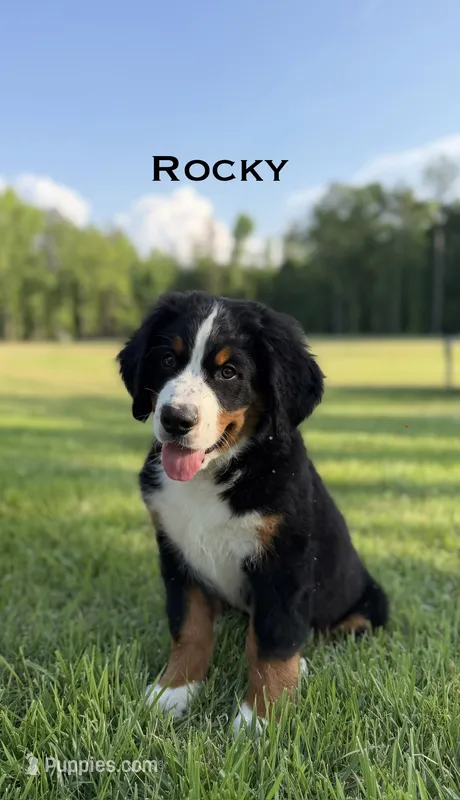 Rocky – Bernese Mountain Dog puppy for sale in Westminster, SC