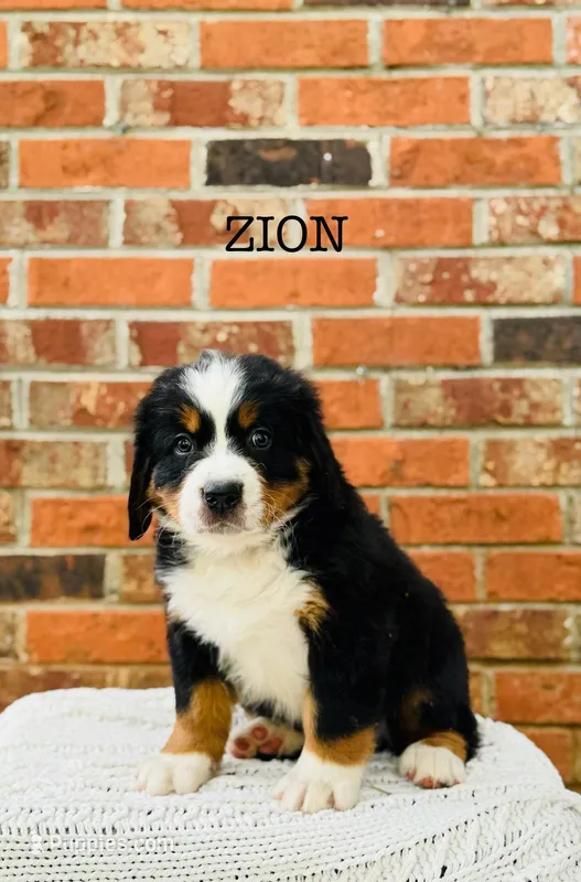 Zion – Bernese Mountain Dog puppy for sale in Westminster, SC