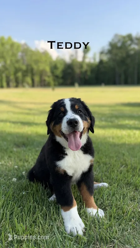 Teddy – Bernese Mountain Dog puppy for sale in Westminster, SC