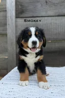 Smokey, a male Bernese Mountain Dog for sale in Westminster, SC – 1 of 2