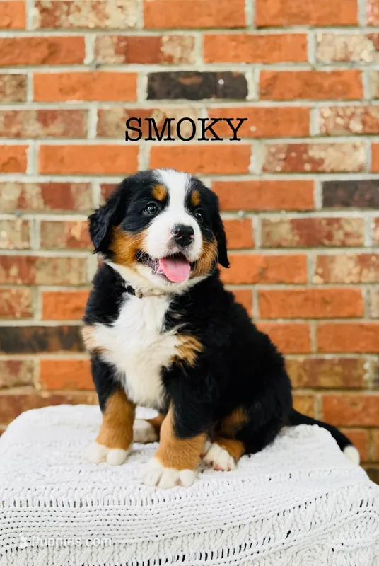 Smoky – Bernese Mountain Dog puppy for sale in Westminster, SC